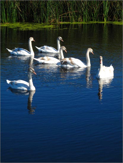 sm 091022 Ellis 38.jpg - Swans on one of the 'polishing' ponds.